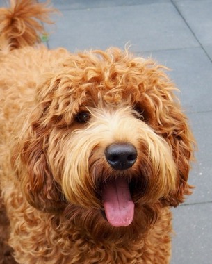 australian labradoodle